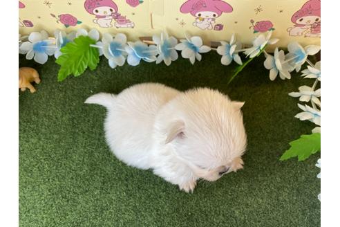 成約済の栃木県のミックス犬-113530の2枚目