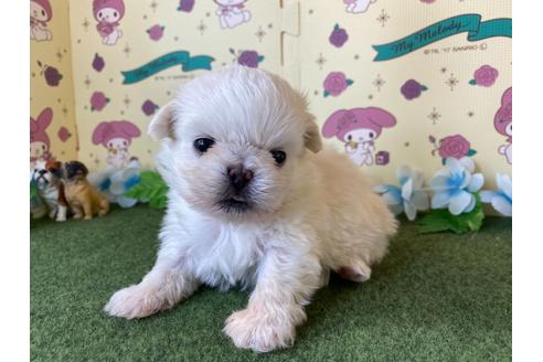 成約済の栃木県のミックス犬-113533の5枚目