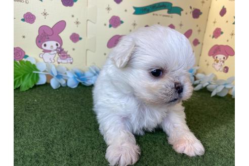 成約済の栃木県のミックス犬-113533の4枚目