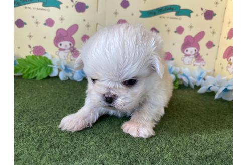 成約済の栃木県のミックス犬-113533の3枚目
