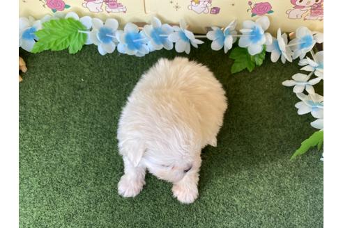 成約済の栃木県のミックス犬-113533の2枚目