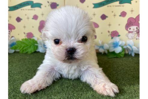 成約済の栃木県のミックス犬-113532の1枚目