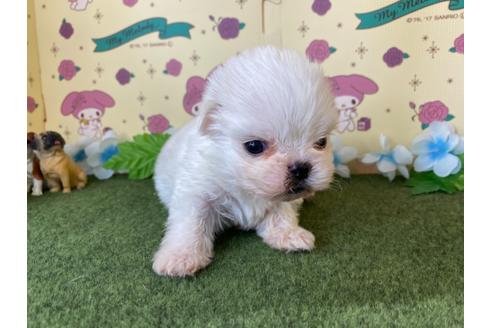 成約済の栃木県のミックス犬-113532の5枚目