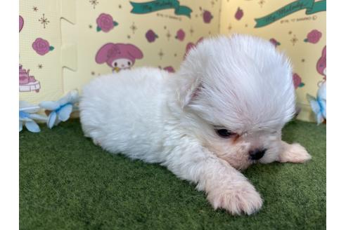 成約済の栃木県のミックス犬-113532の4枚目