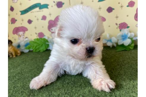 成約済の栃木県のミックス犬-113532の3枚目