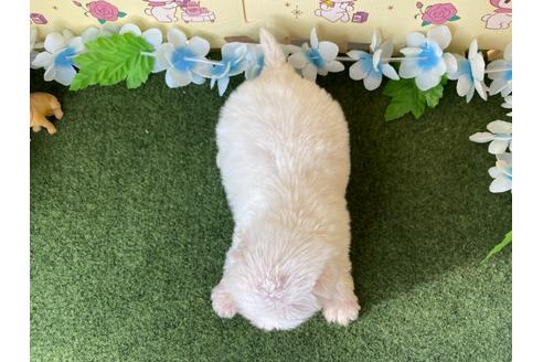 成約済の栃木県のミックス犬-113532の2枚目