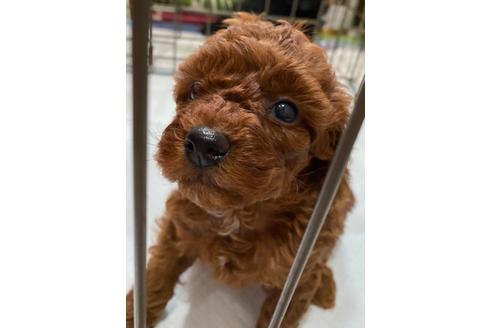 成約済の埼玉県のトイプードル-114139の20枚目
