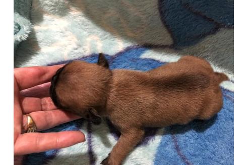 成約済の佐賀県のフレンチブルドッグ-115463の2枚目