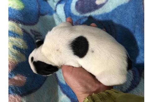 成約済の佐賀県のフレンチブルドッグ-115469の2枚目