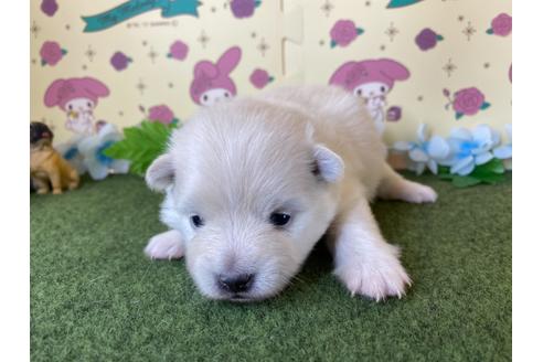 成約済の栃木県のポメラニアン-115470の11枚目