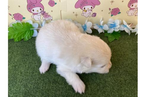 成約済の栃木県のポメラニアン-115470の8枚目