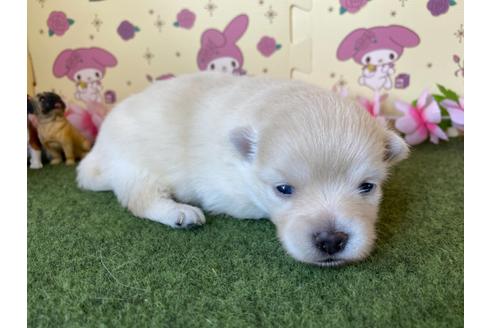 成約済の栃木県のポメラニアン-115475の12枚目