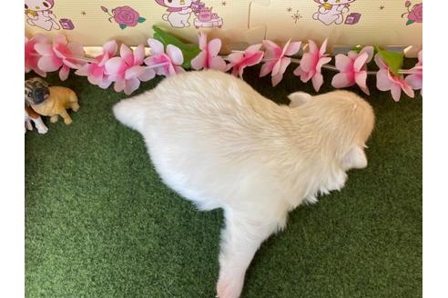 成約済の栃木県のポメラニアン-115476の6枚目