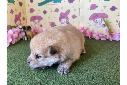 成約済の栃木県のポメラニアン-115477の9枚目