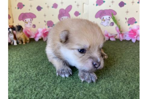 成約済の栃木県のポメラニアン-115477の8枚目
