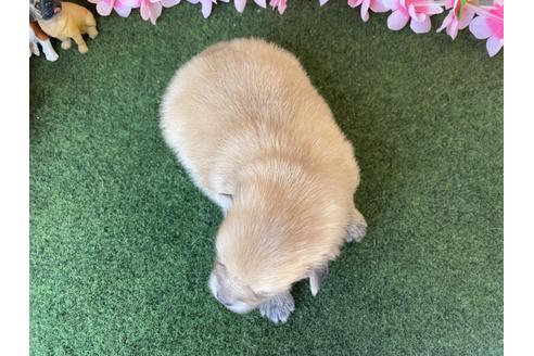 成約済の栃木県のポメラニアン-115477の7枚目