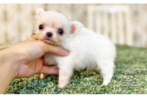 成約済の愛知県のチワワ(ロングコート)-115479の6枚目