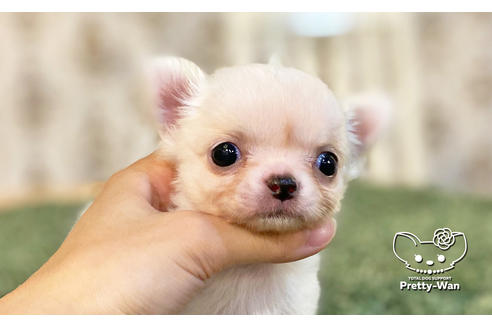 成約済の愛知県のチワワ(ロングコート)-115479の5枚目