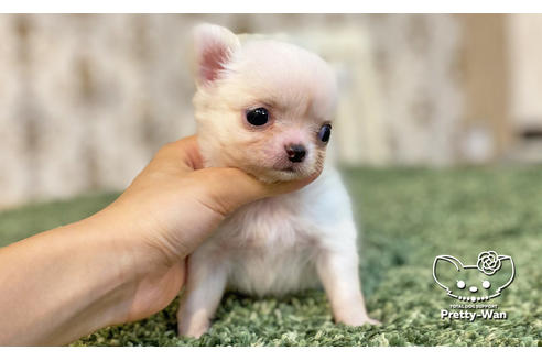 成約済の愛知県のチワワ(ロングコート)-115479の3枚目