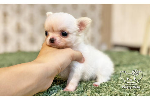 成約済の愛知県のチワワ(ロングコート)-115479の2枚目