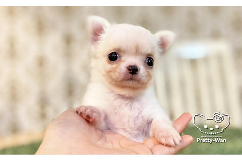 成約済の愛知県のチワワ(ロングコート)-115479の1枚目