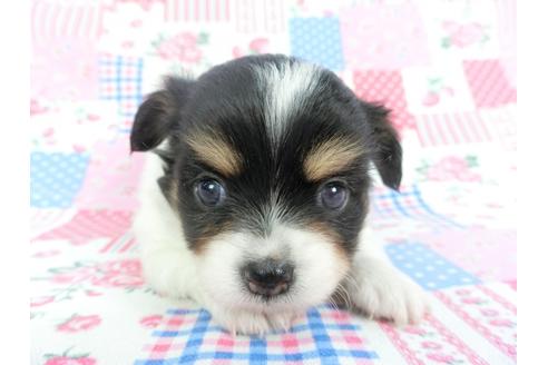 成約済の千葉県のチワワ(ロングコート)-115486の4枚目