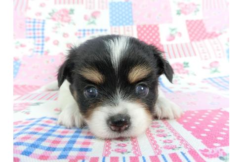 成約済の千葉県のチワワ(ロングコート)-115486