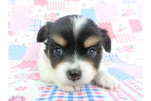 成約済の千葉県のチワワ(ロングコート)-115486の3枚目