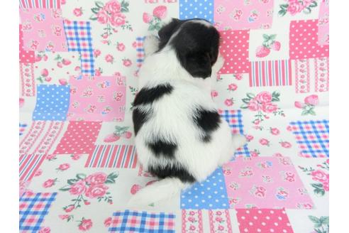 成約済の千葉県のチワワ(ロングコート)-115486の2枚目