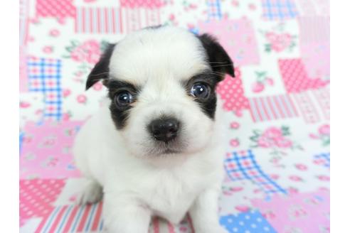 成約済の千葉県のチワワ(ロングコート)-115492の4枚目