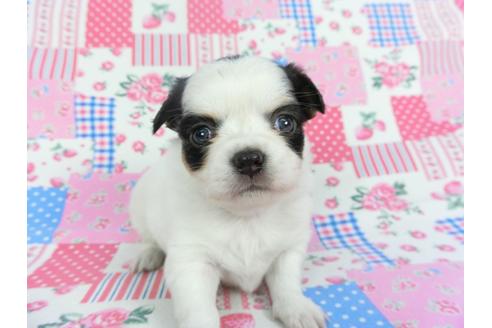 成約済の千葉県のチワワ(ロングコート)-115492