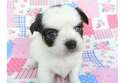 成約済の千葉県のチワワ(ロングコート)-115492の3枚目