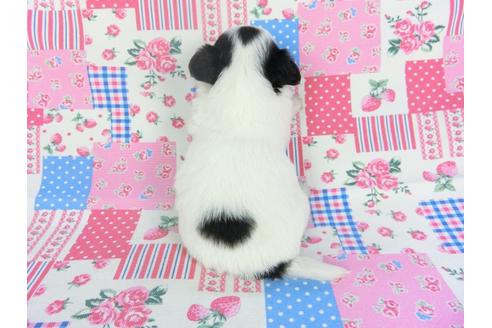 成約済の千葉県のチワワ(ロングコート)-115492の2枚目