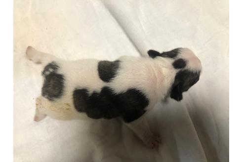 成約済の茨城県のフレンチブルドッグ-110725の7枚目