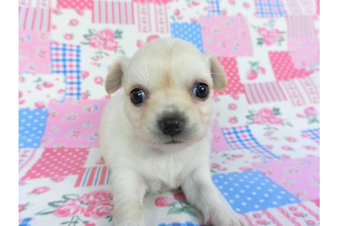 成約済の千葉県のチワワ(ロングコート)-115494