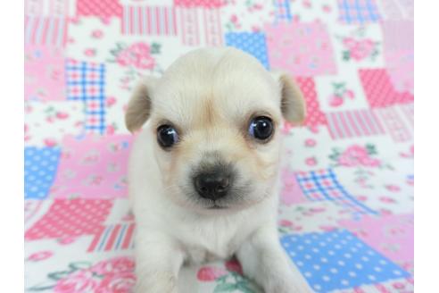 成約済の千葉県のチワワ(ロングコート)-115494の4枚目