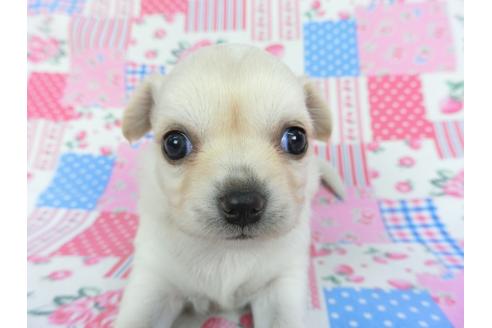 成約済の千葉県のチワワ(ロングコート)-115494の3枚目