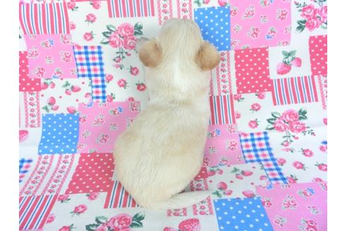 成約済の千葉県のチワワ(ロングコート)-115494の2枚目