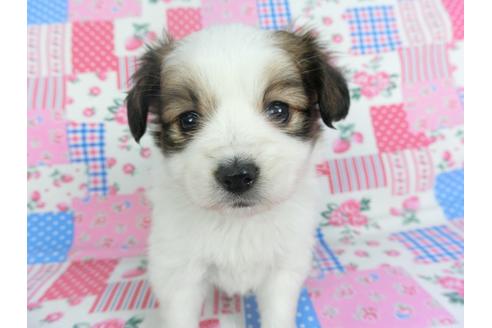 成約済の千葉県のパピヨン-115495の1枚目