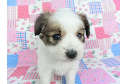 成約済の千葉県のパピヨン-115495の4枚目