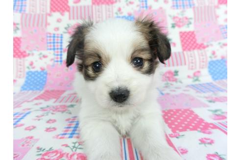 成約済の千葉県のパピヨン-115495の3枚目