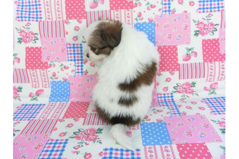 成約済の千葉県のパピヨン-115495の2枚目