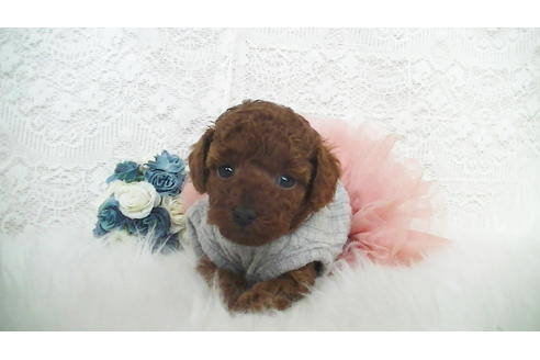 成約済の福岡県のタイニープードル-112420の6枚目