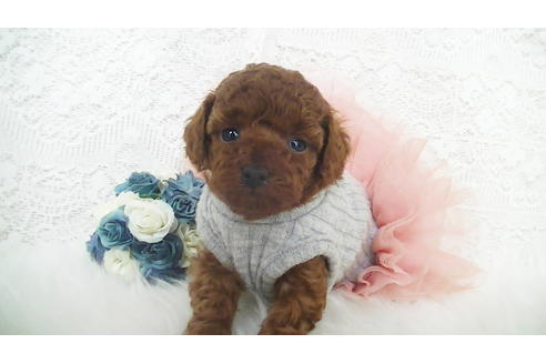 成約済の福岡県のタイニープードル-112420の5枚目