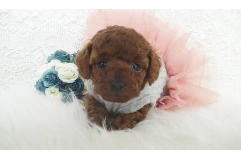 成約済の福岡県のタイニープードル-112420の1枚目