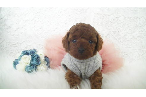 成約済の福岡県のタイニープードル-112420の4枚目