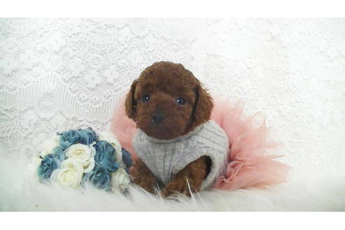 成約済の福岡県のタイニープードル-112420の3枚目