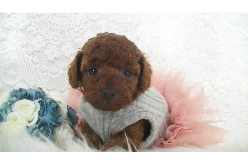 成約済の福岡県のタイニープードル-112420の2枚目