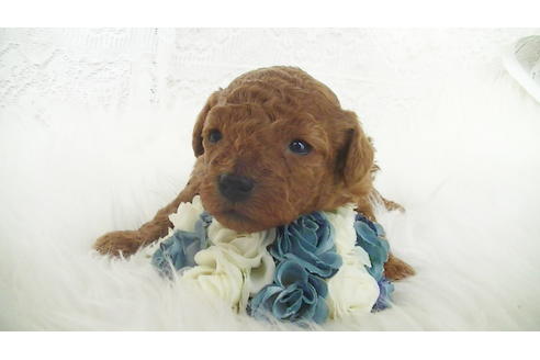 成約済の福岡県のタイニープードル-114460の4枚目