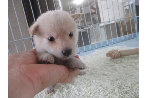 成約済の岡山県の柴犬-113419の9枚目